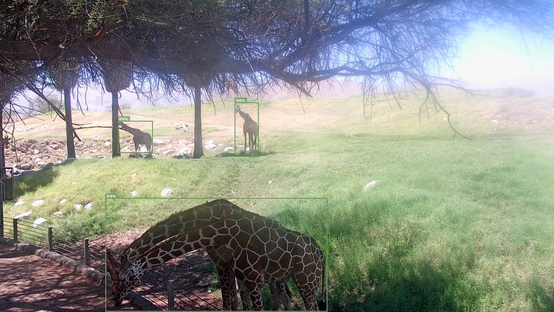 African Savanna Live