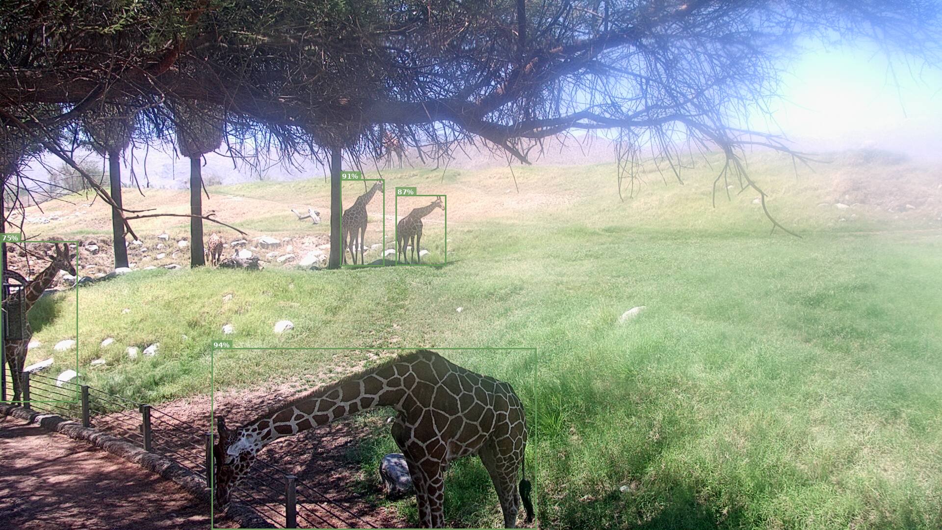 Camelopardalis