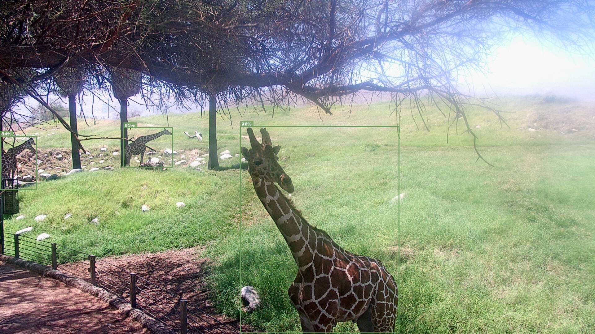 African Savanna Live