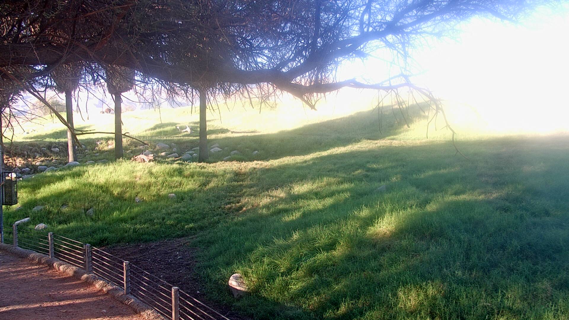 African Savanna Live