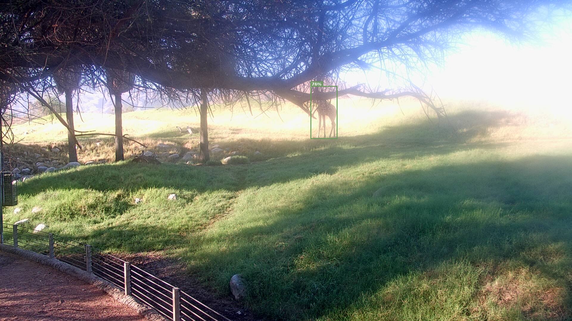 African Savanna Live