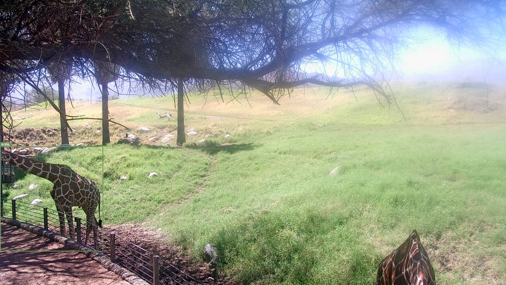 African Savanna Live