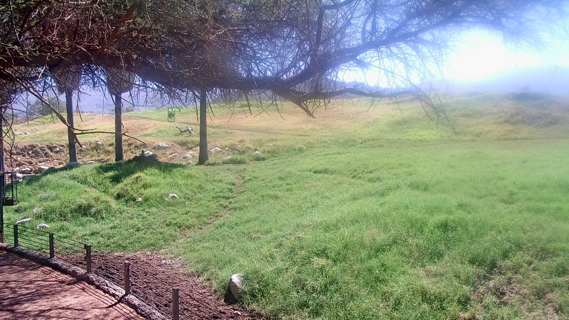 Mammal