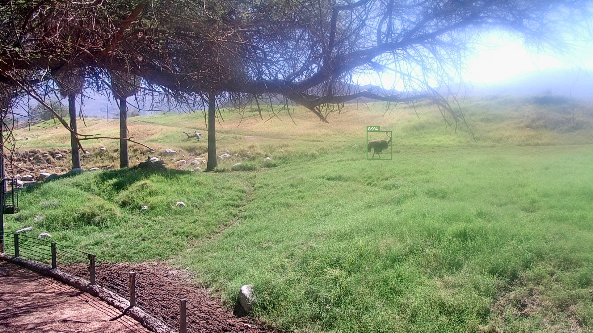 Mammal