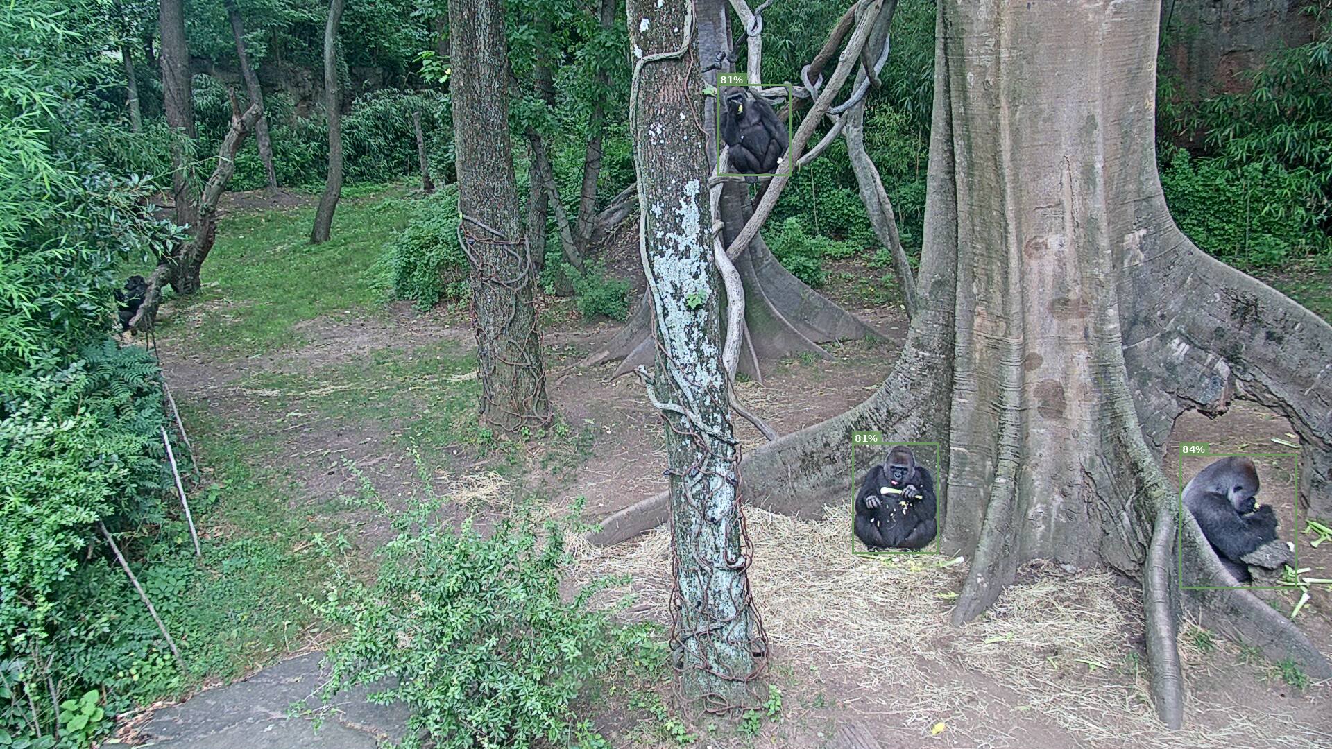 Primate