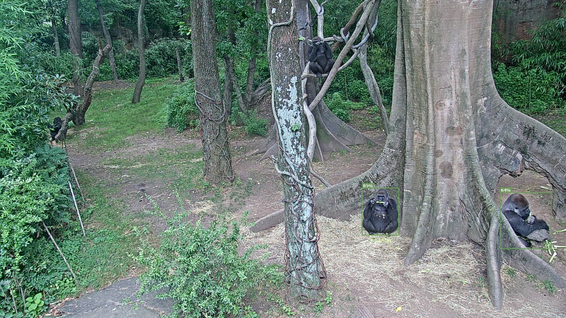 Primate