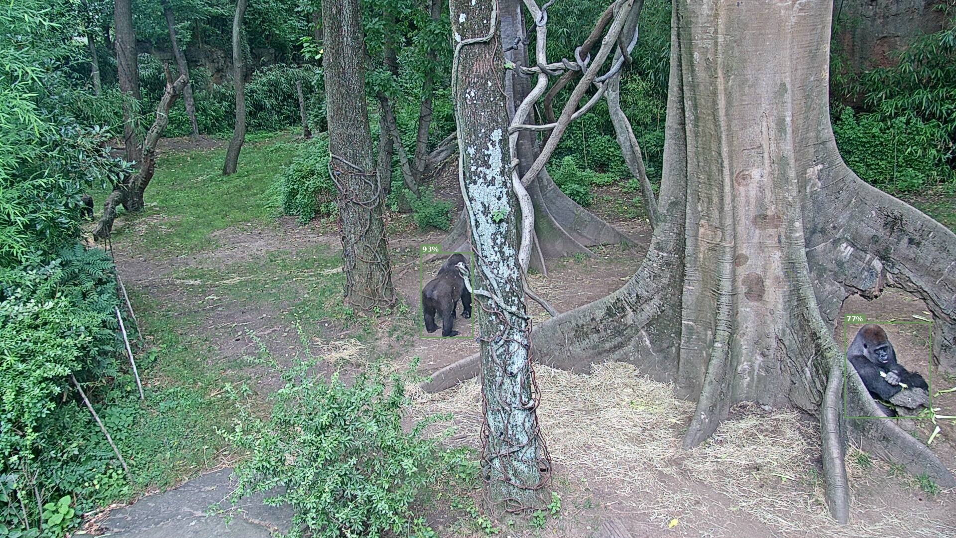 Primate