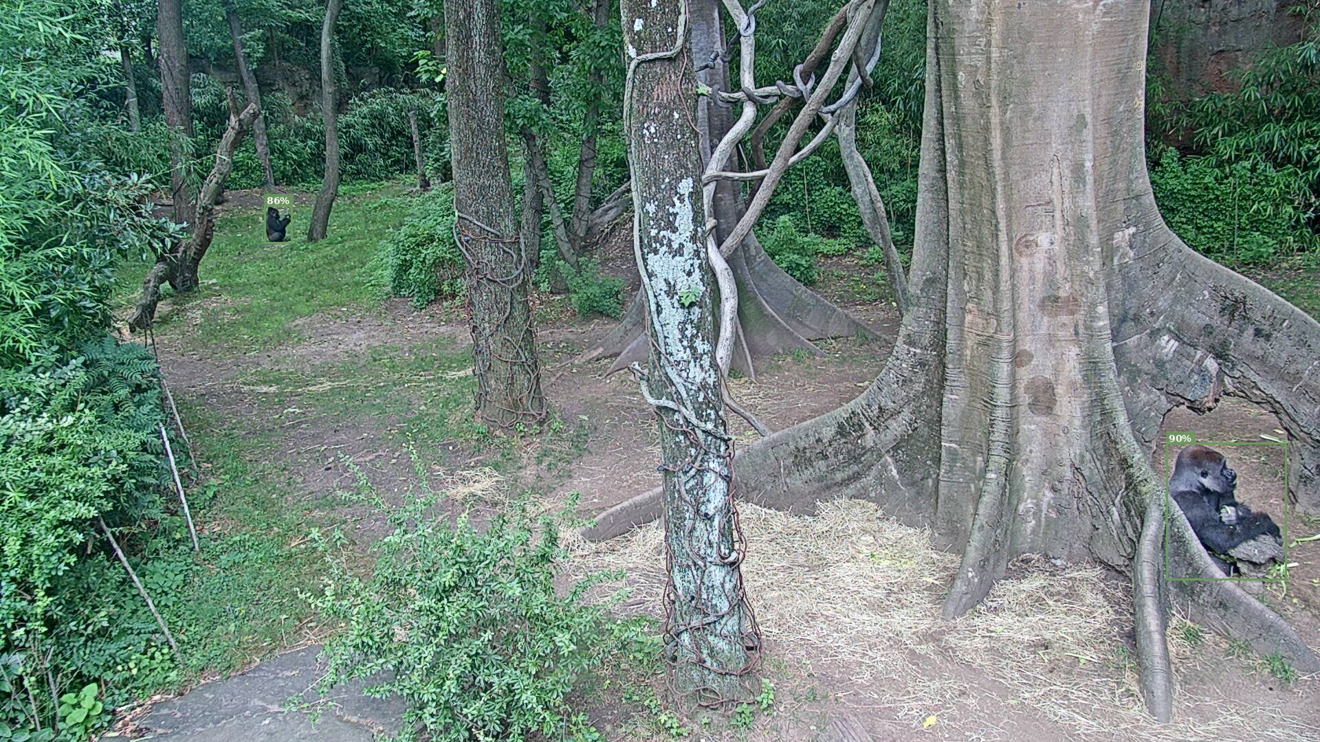 Primate