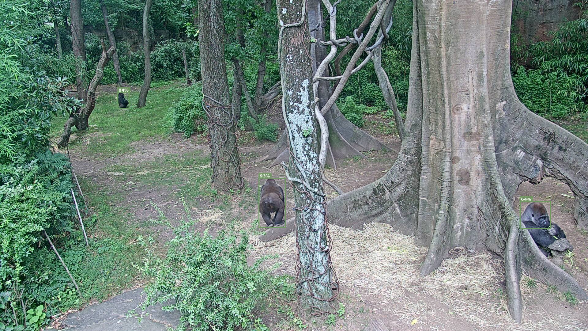 Primate