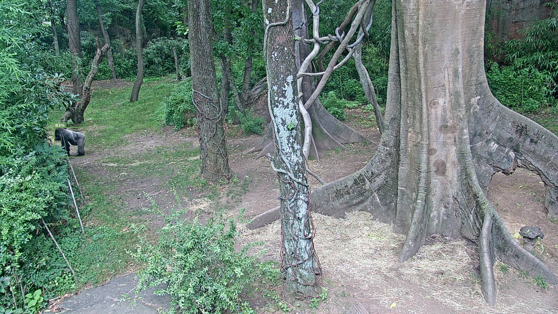 Primate