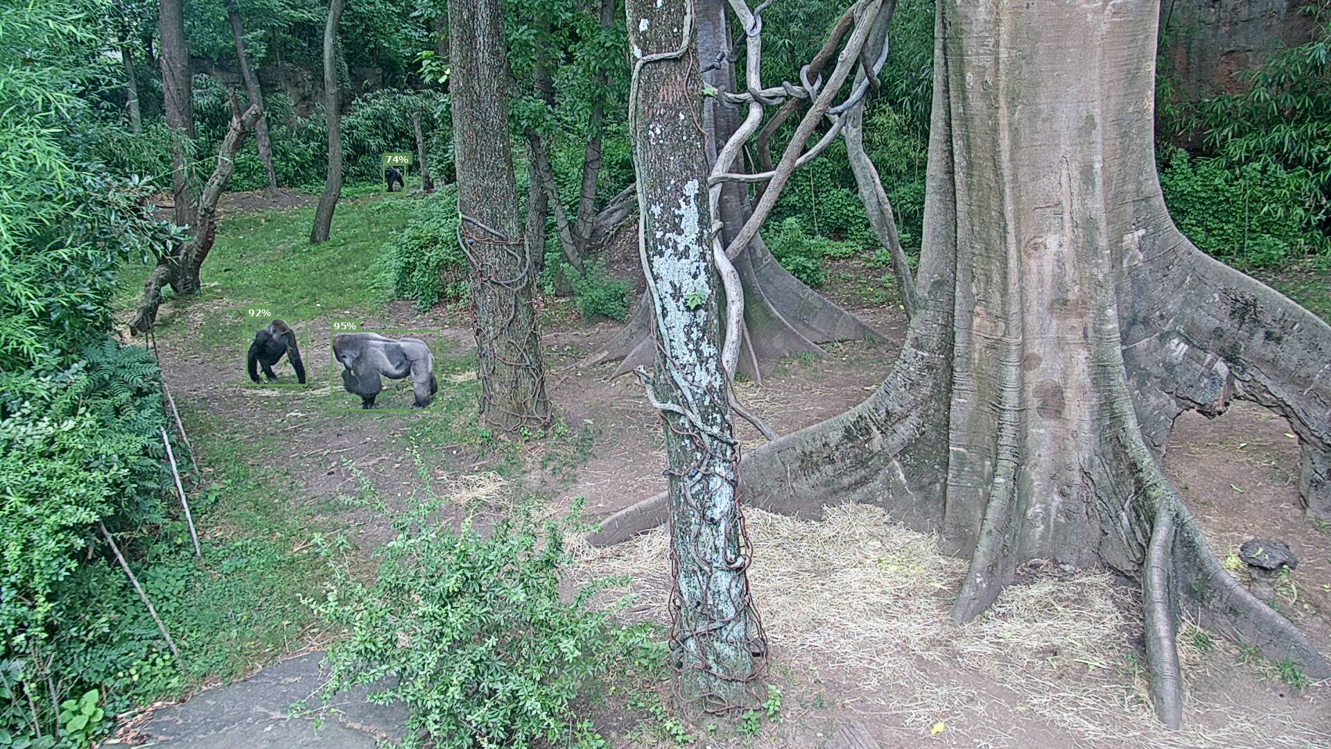 Primate