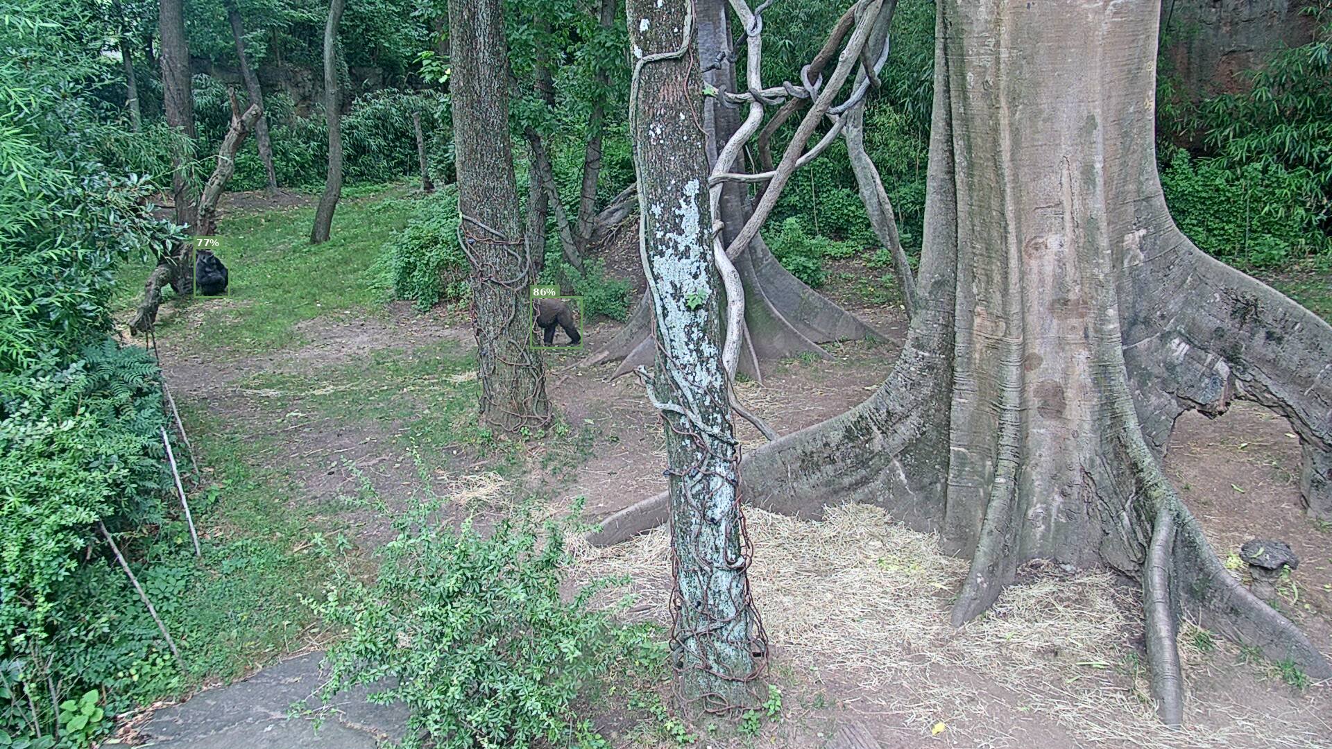 Primate