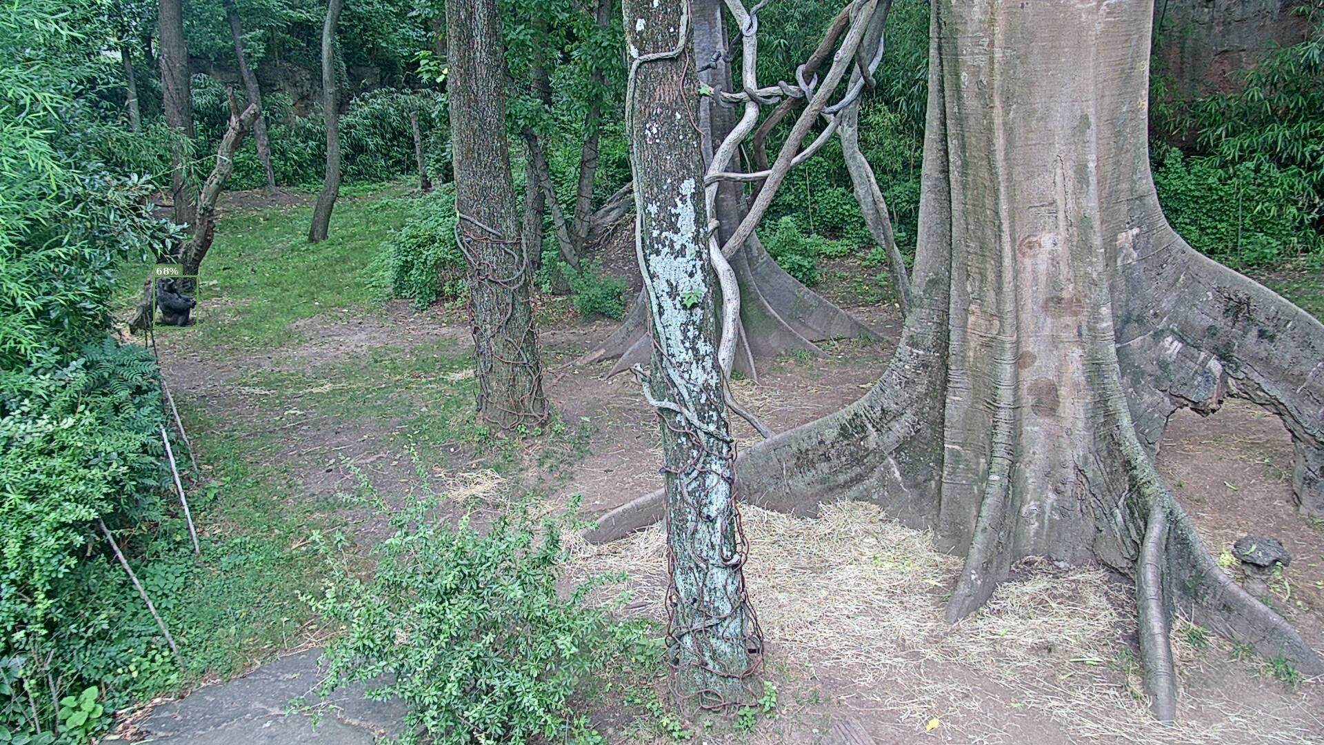 Primate