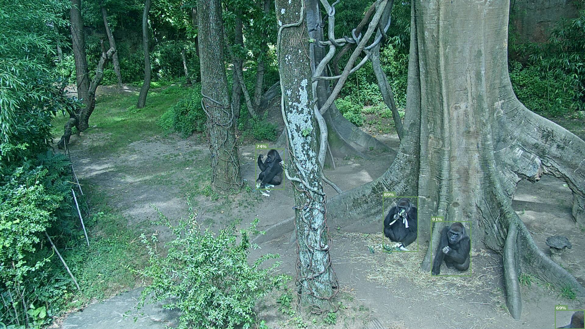 Mammal