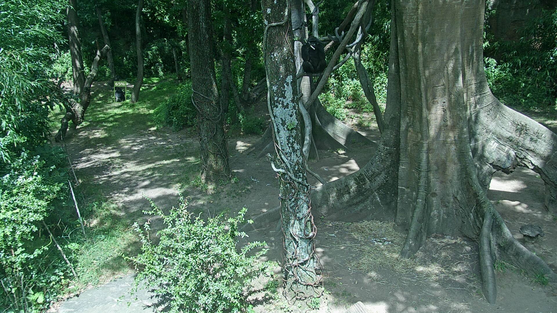 Primate