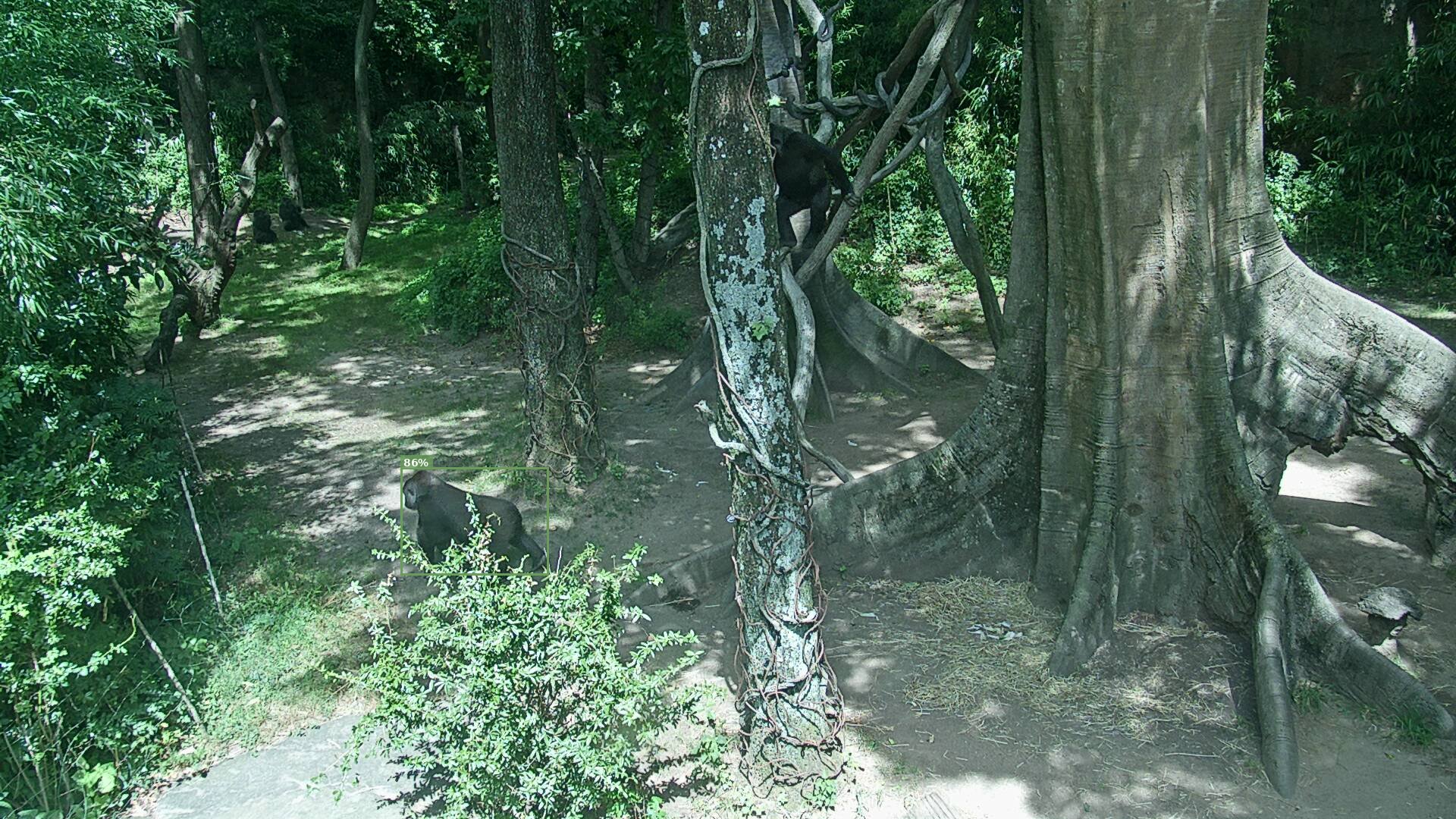 Mammal