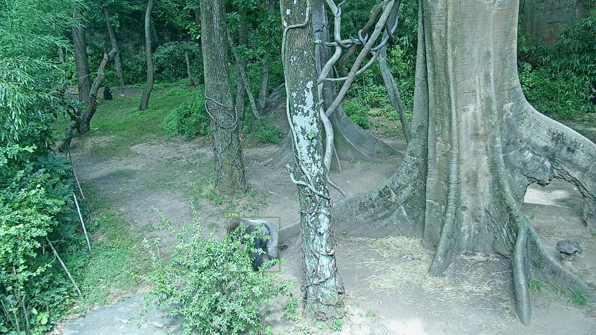 Mammal