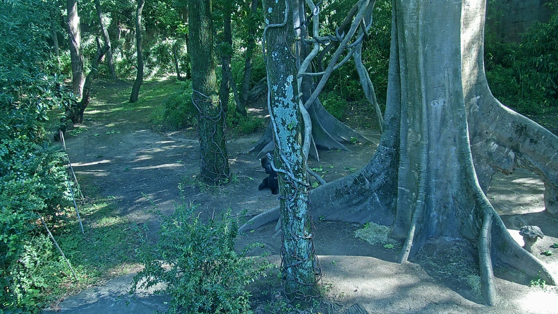 Mammal