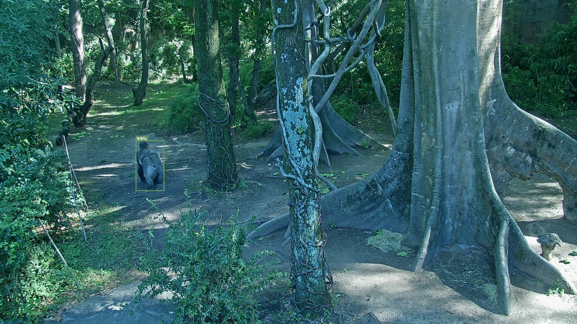 Mammal