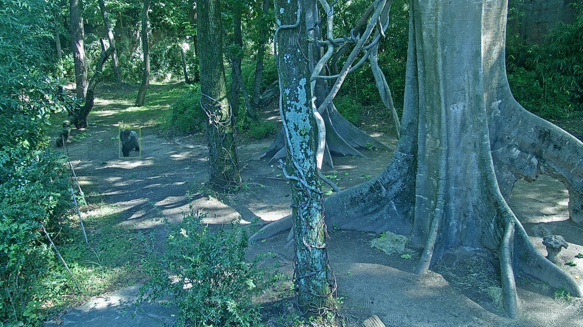 Mammal