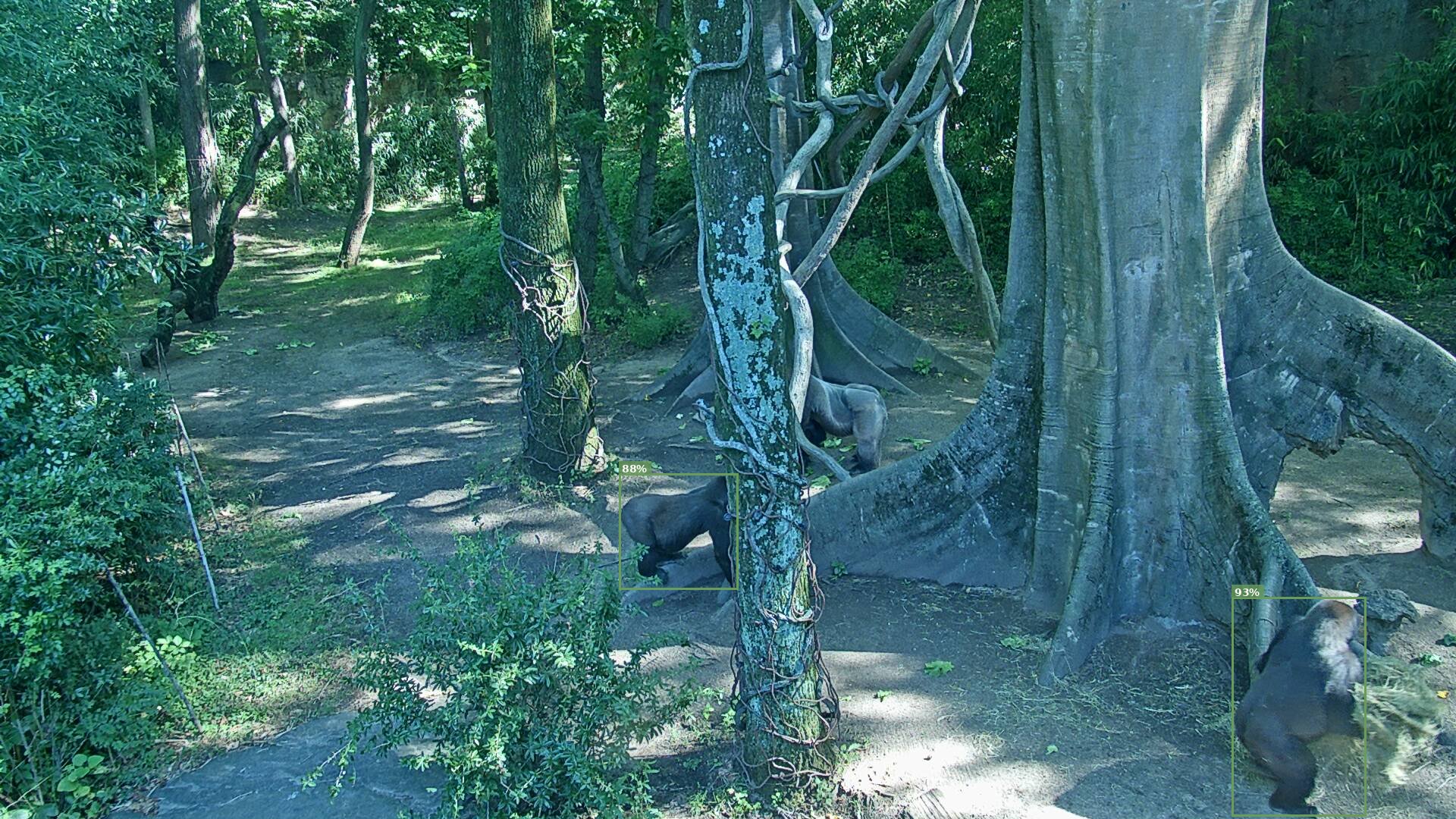 Mammal