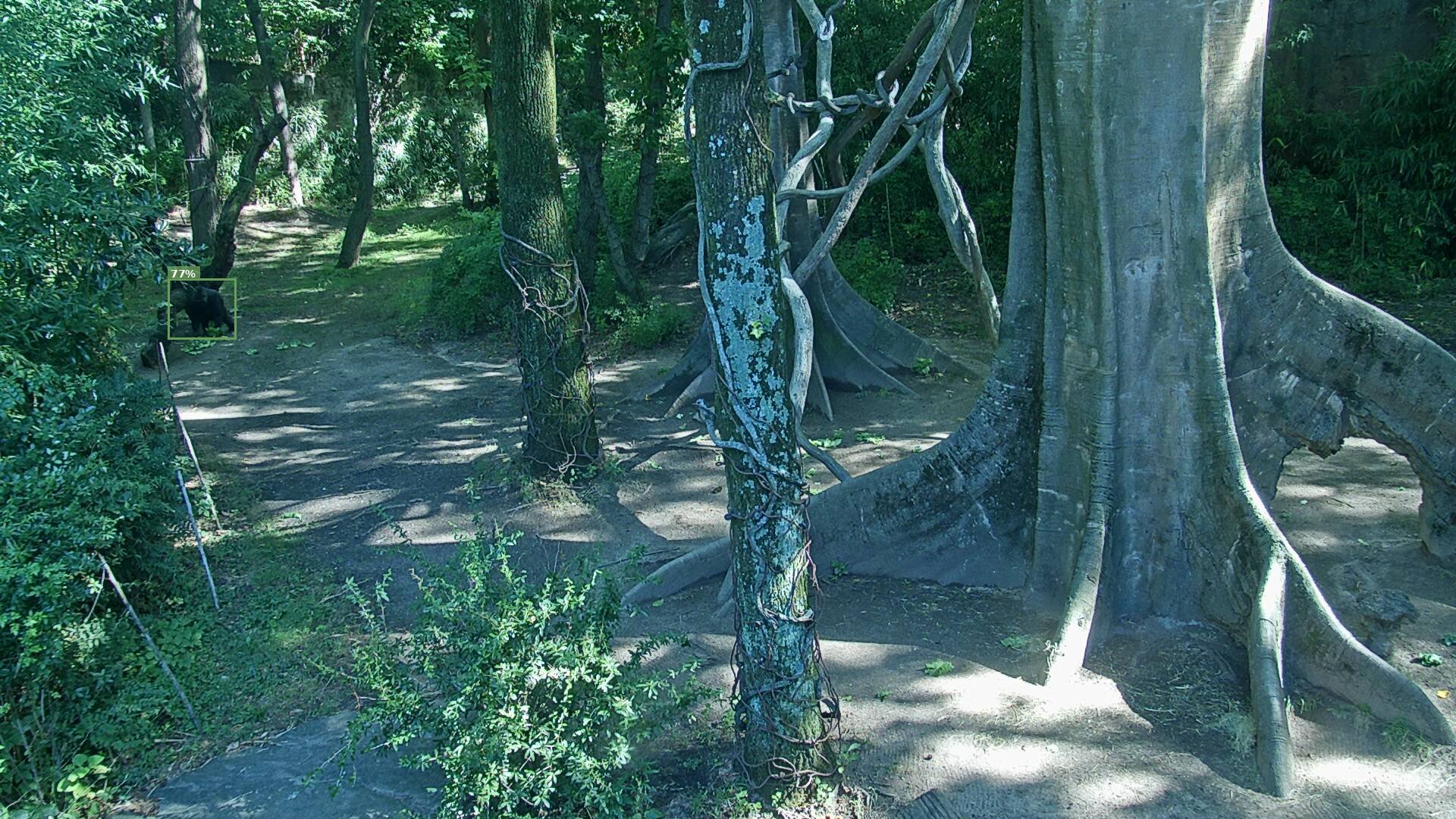 Mammal