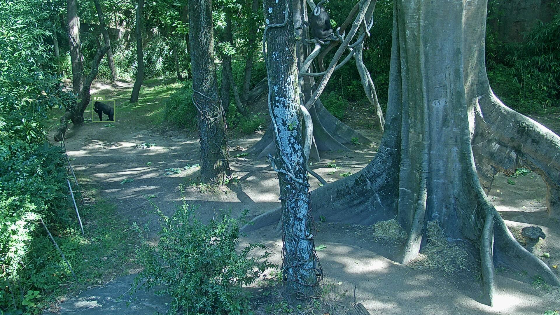 Primate
