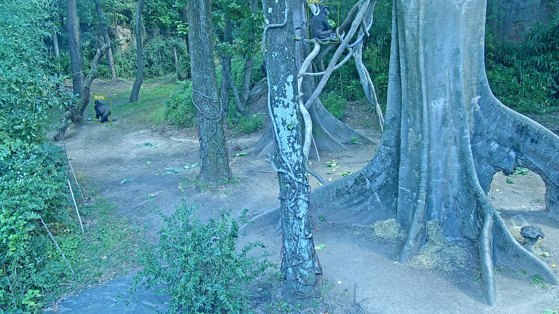 Primate