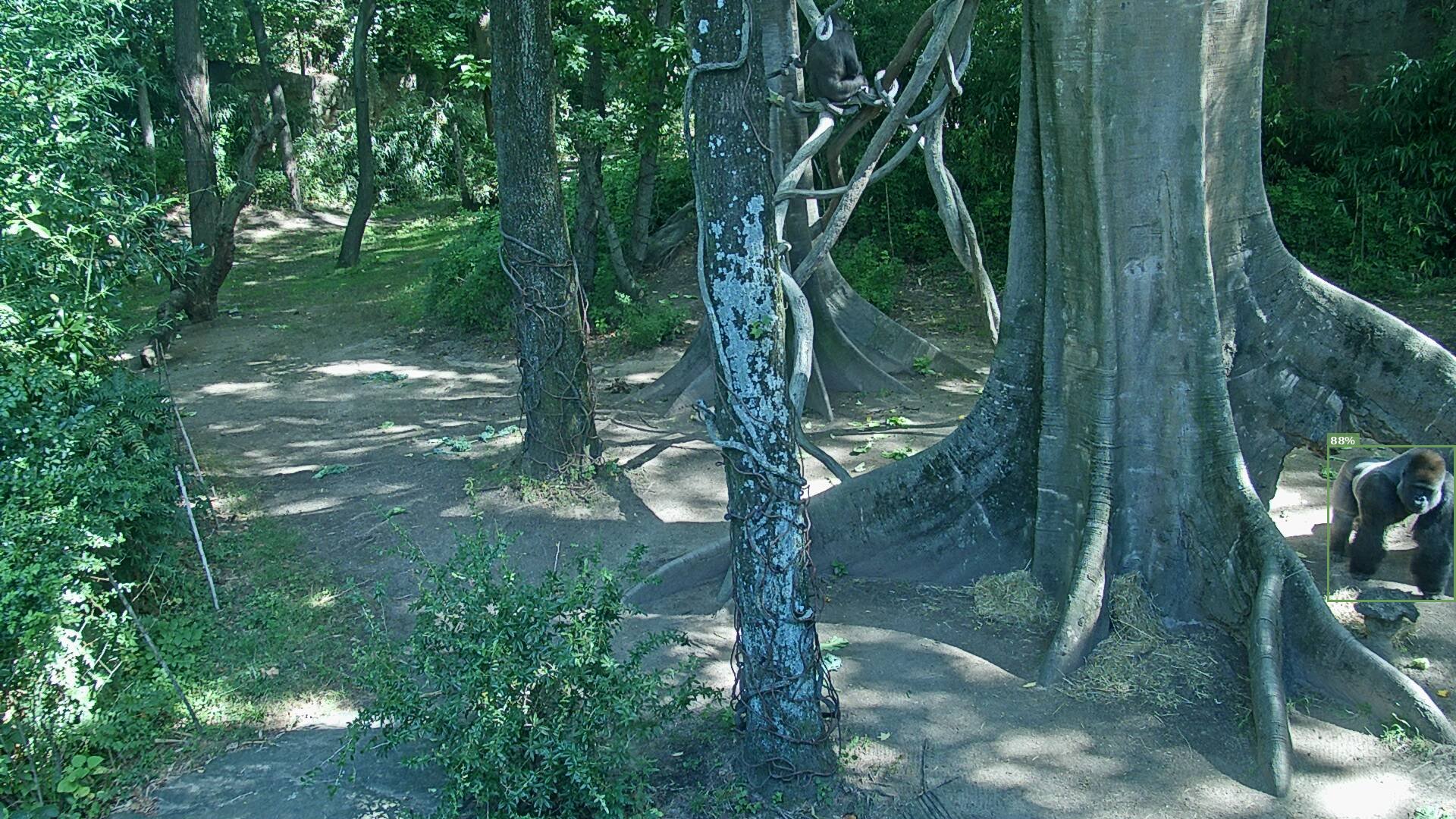 Primate