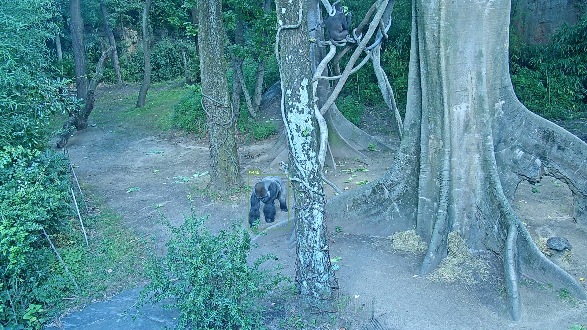 Primate