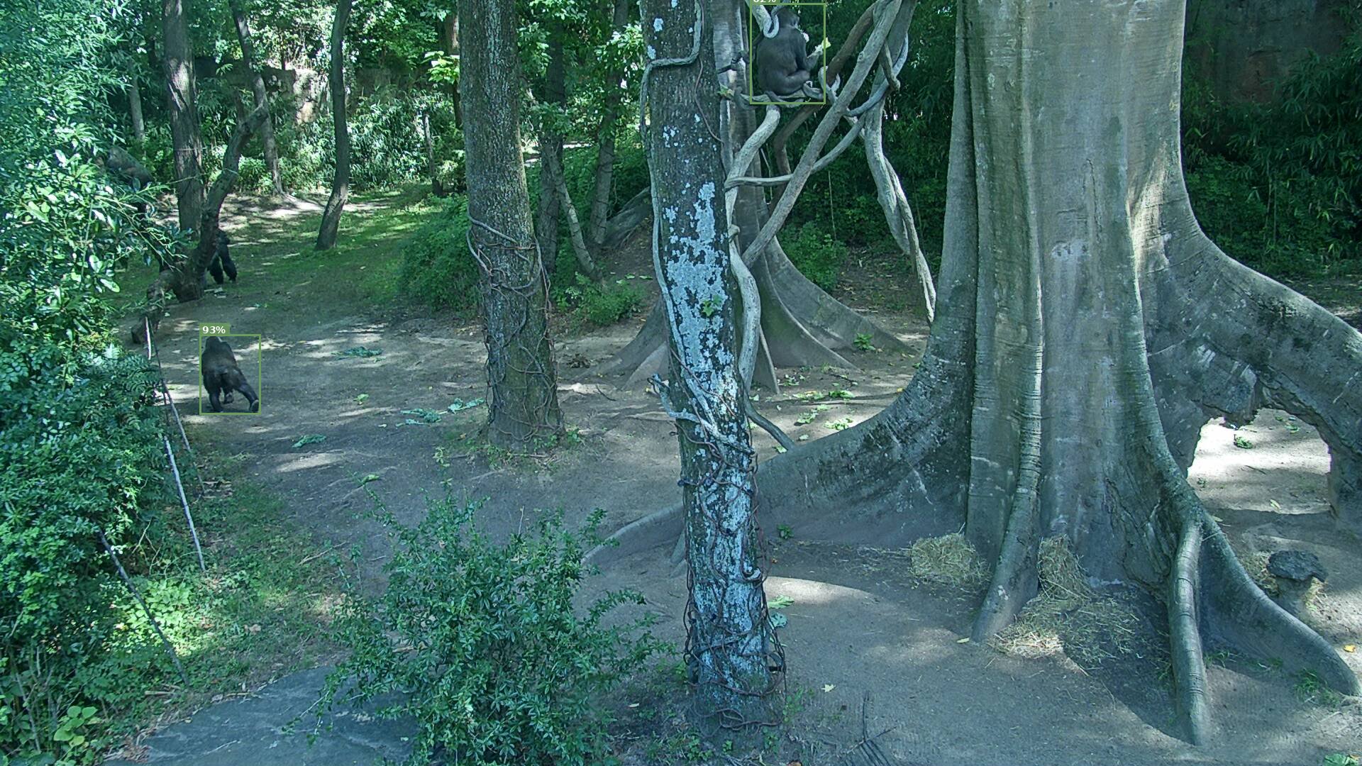 Primate