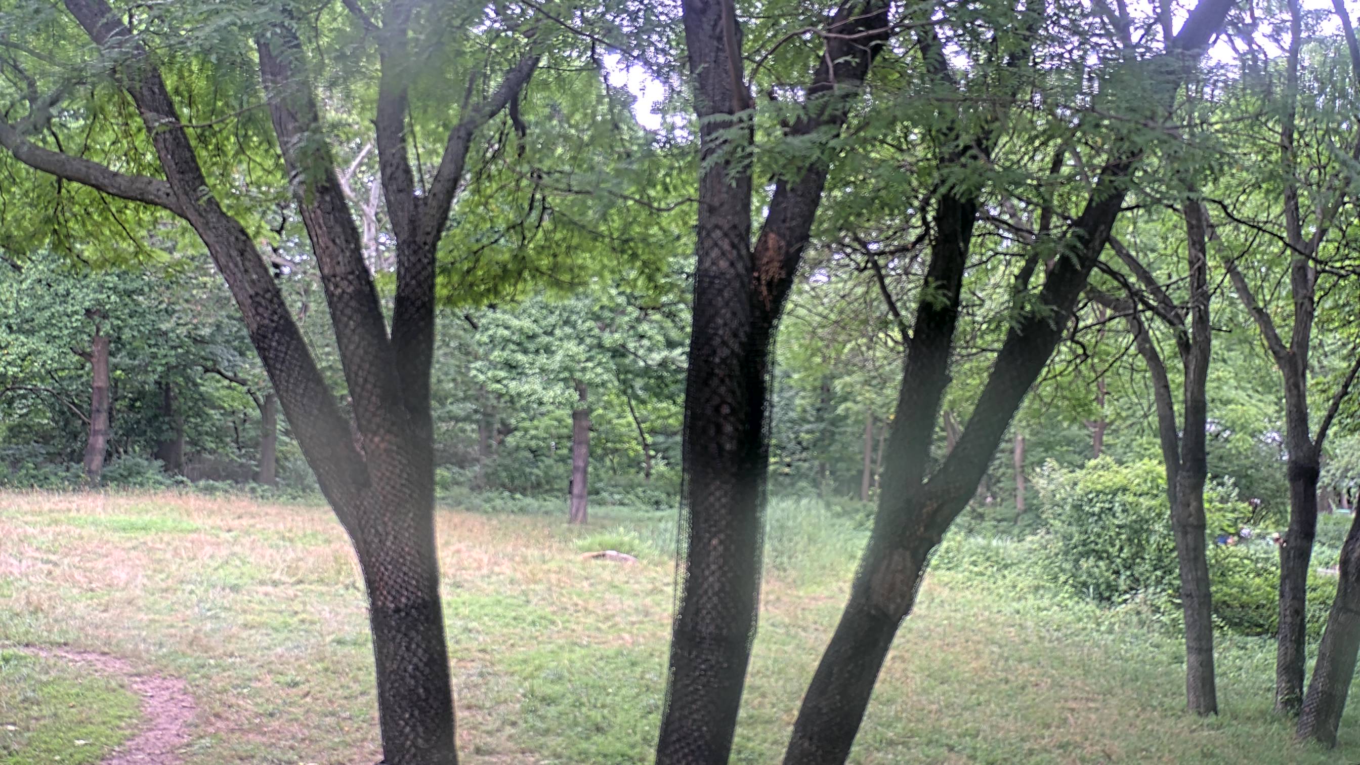 Giraffe Webcam
