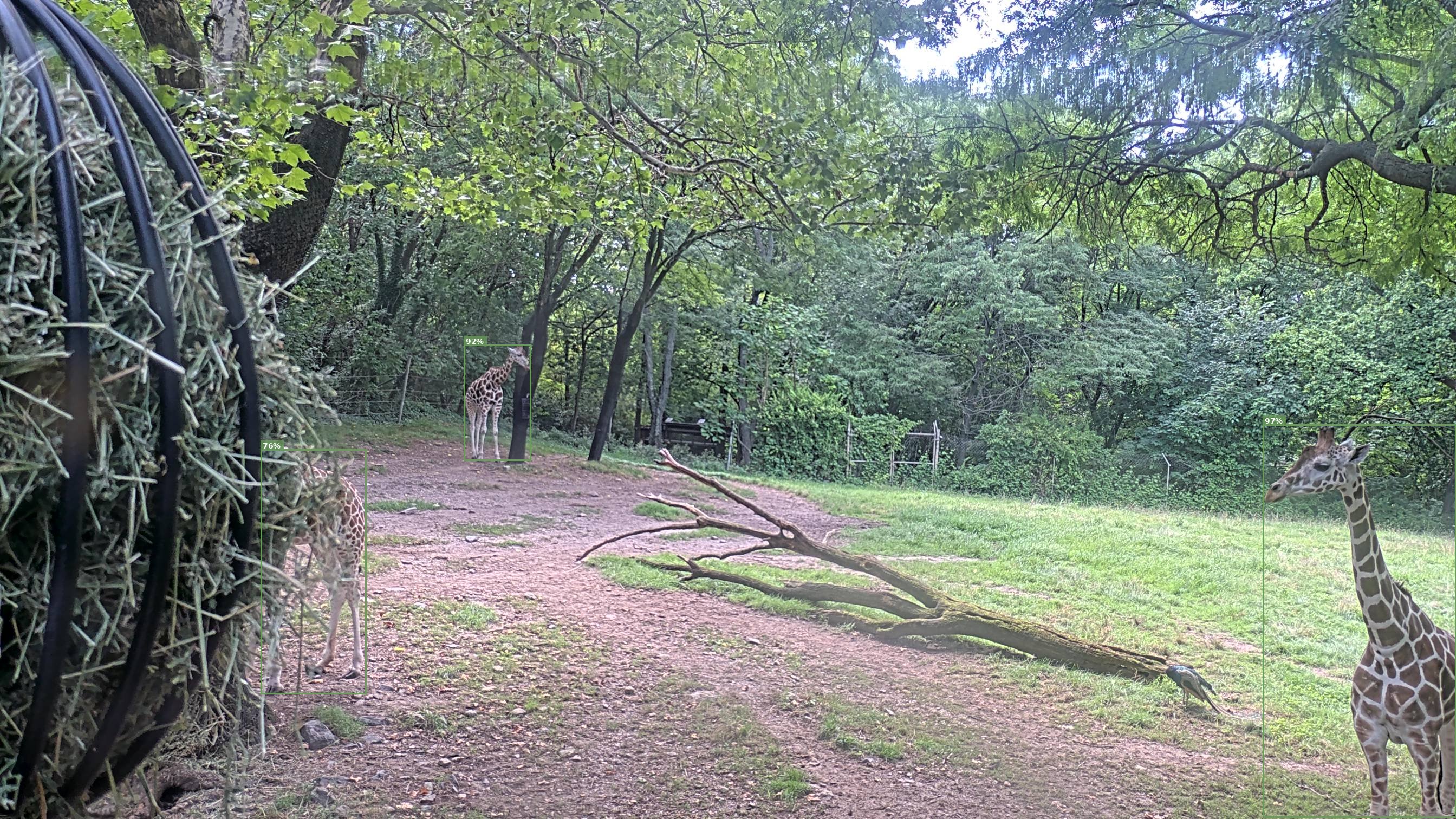 Giraffe Webcam