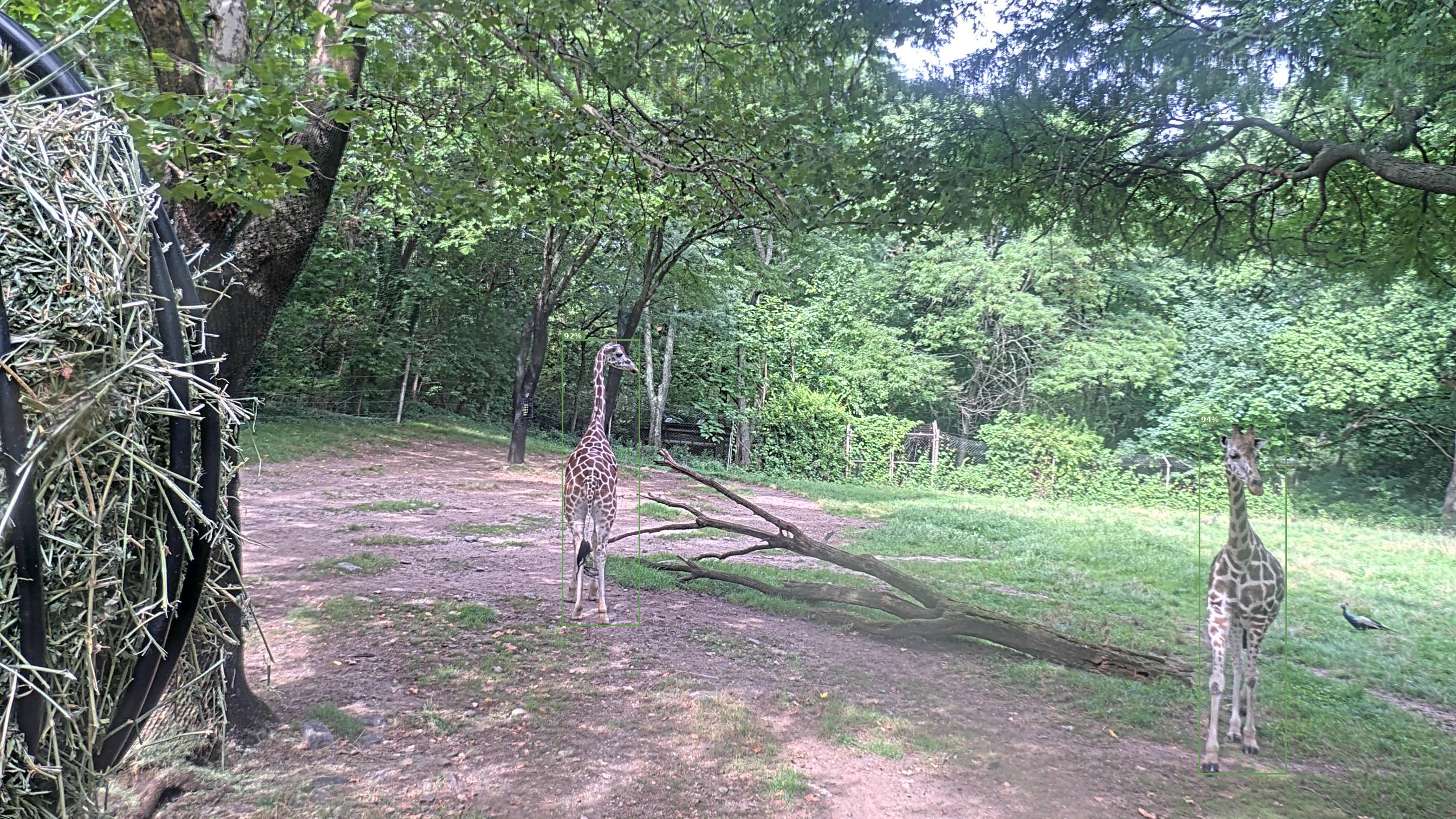 Giraffe Webcam