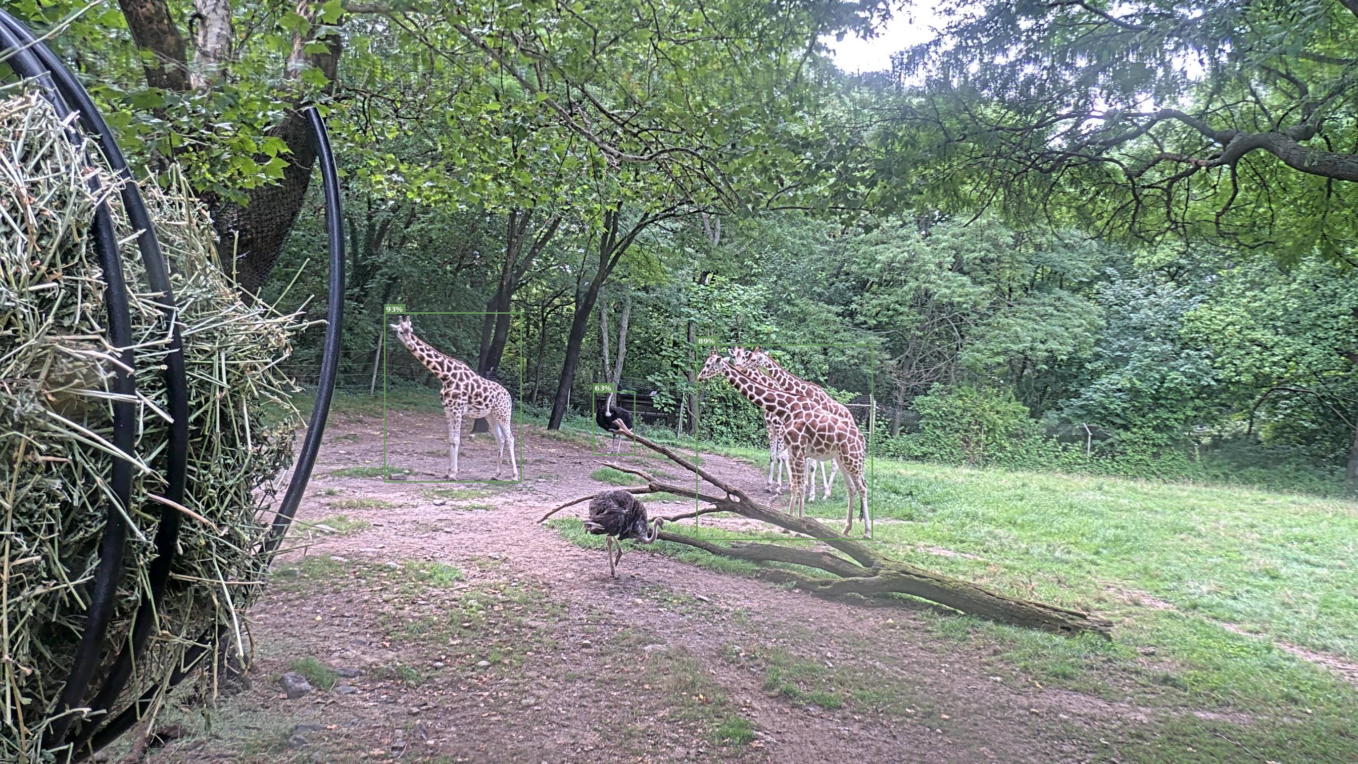 Camelopardalis