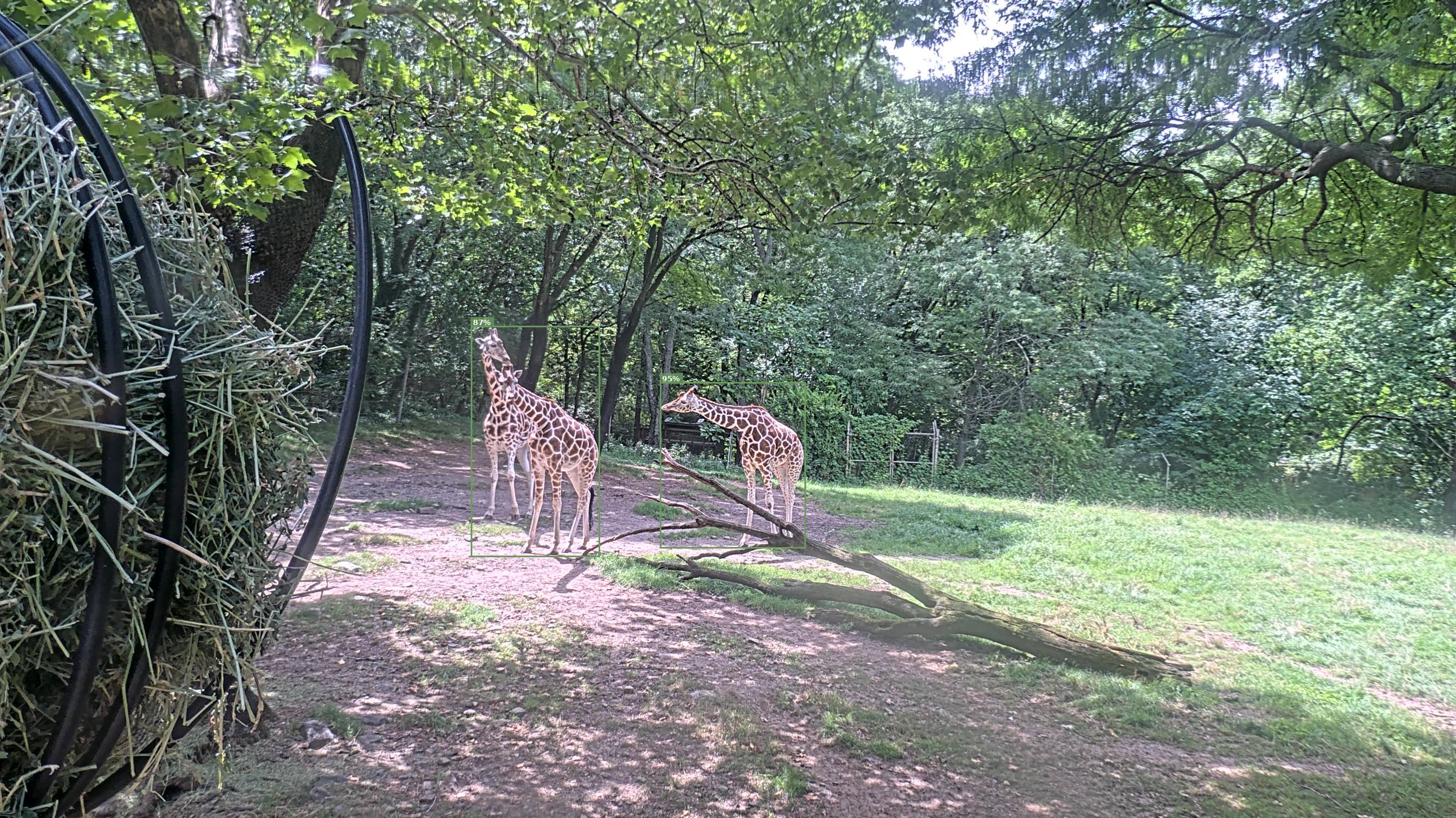 Camelopardalis