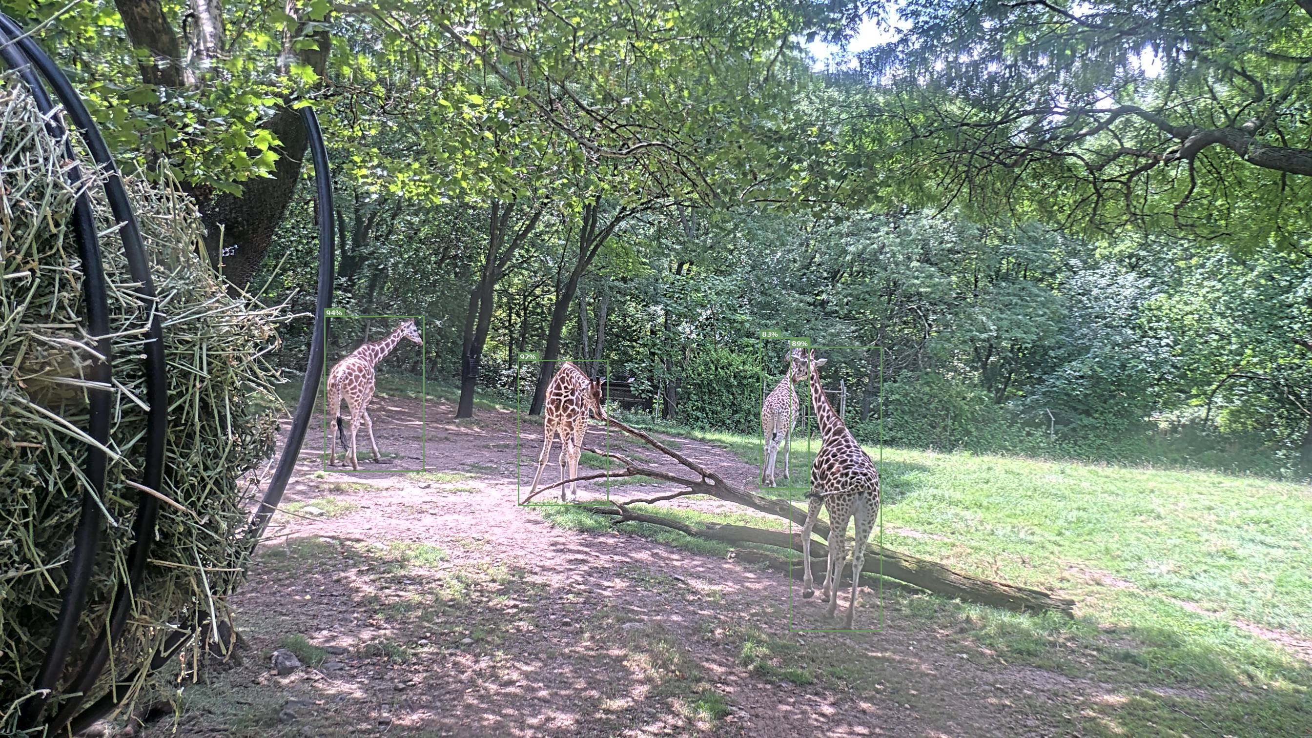 Camelopardalis
