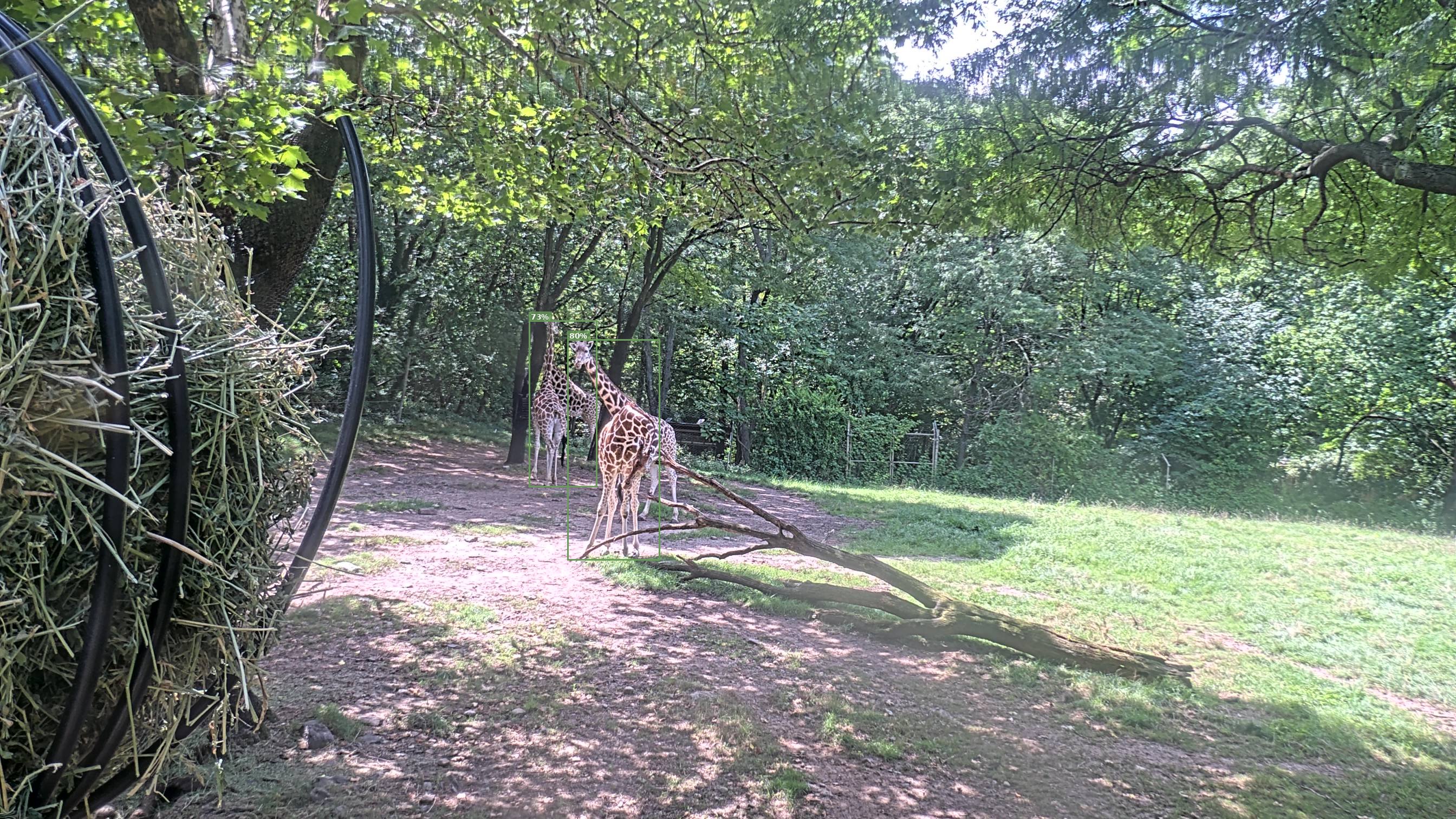 Camelopardalis