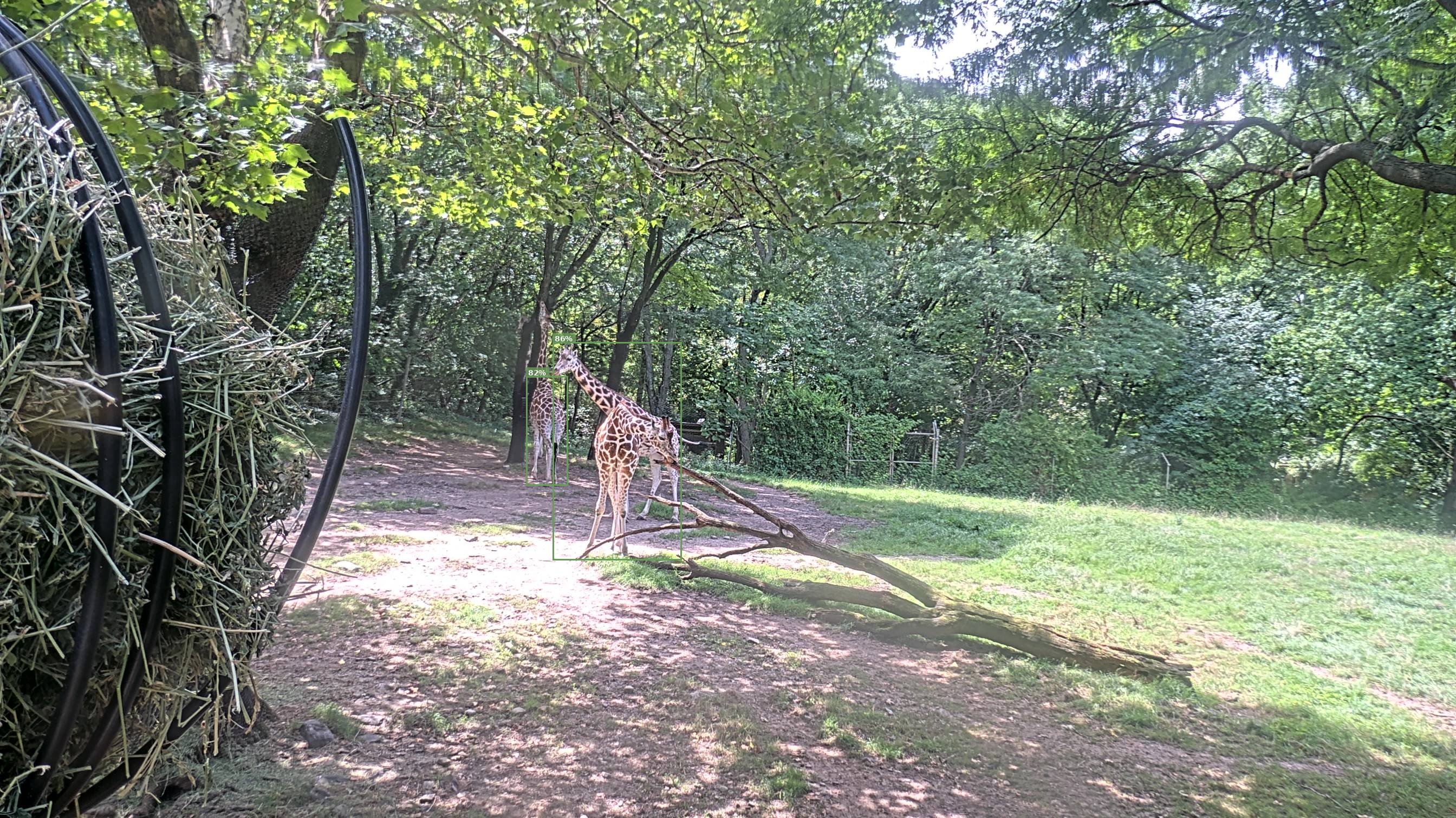 Camelopardalis