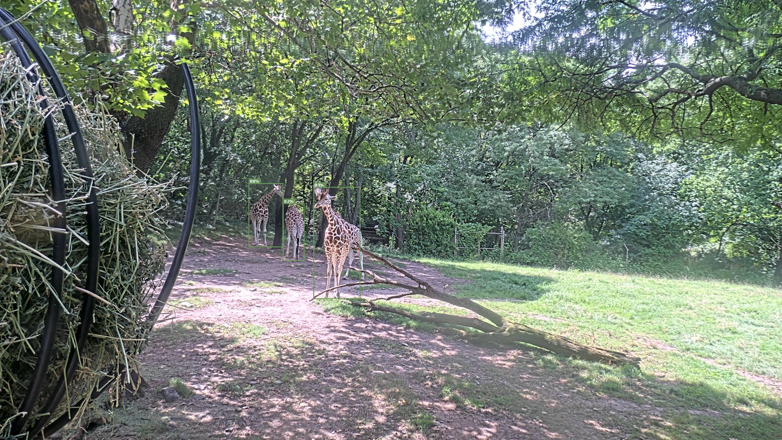 Camelopardalis