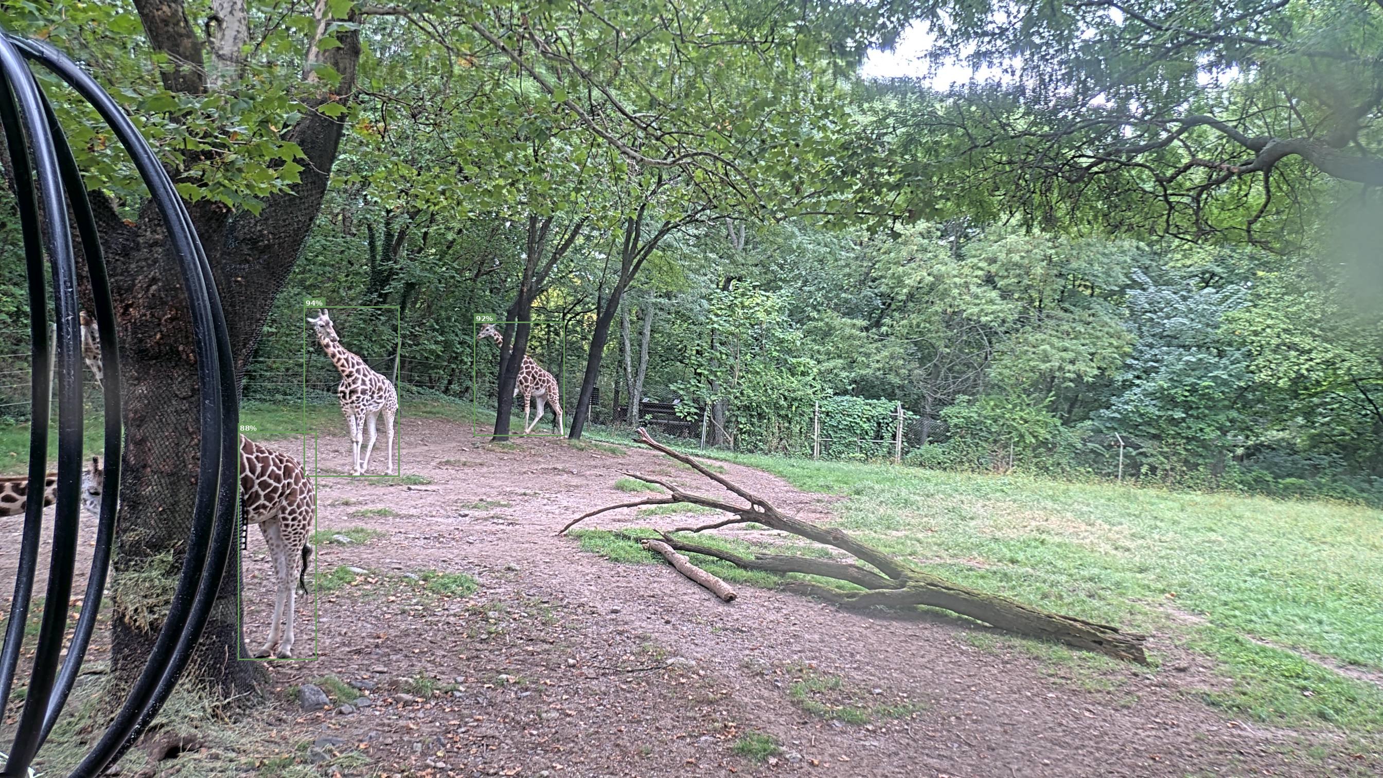Giraffe Webcam