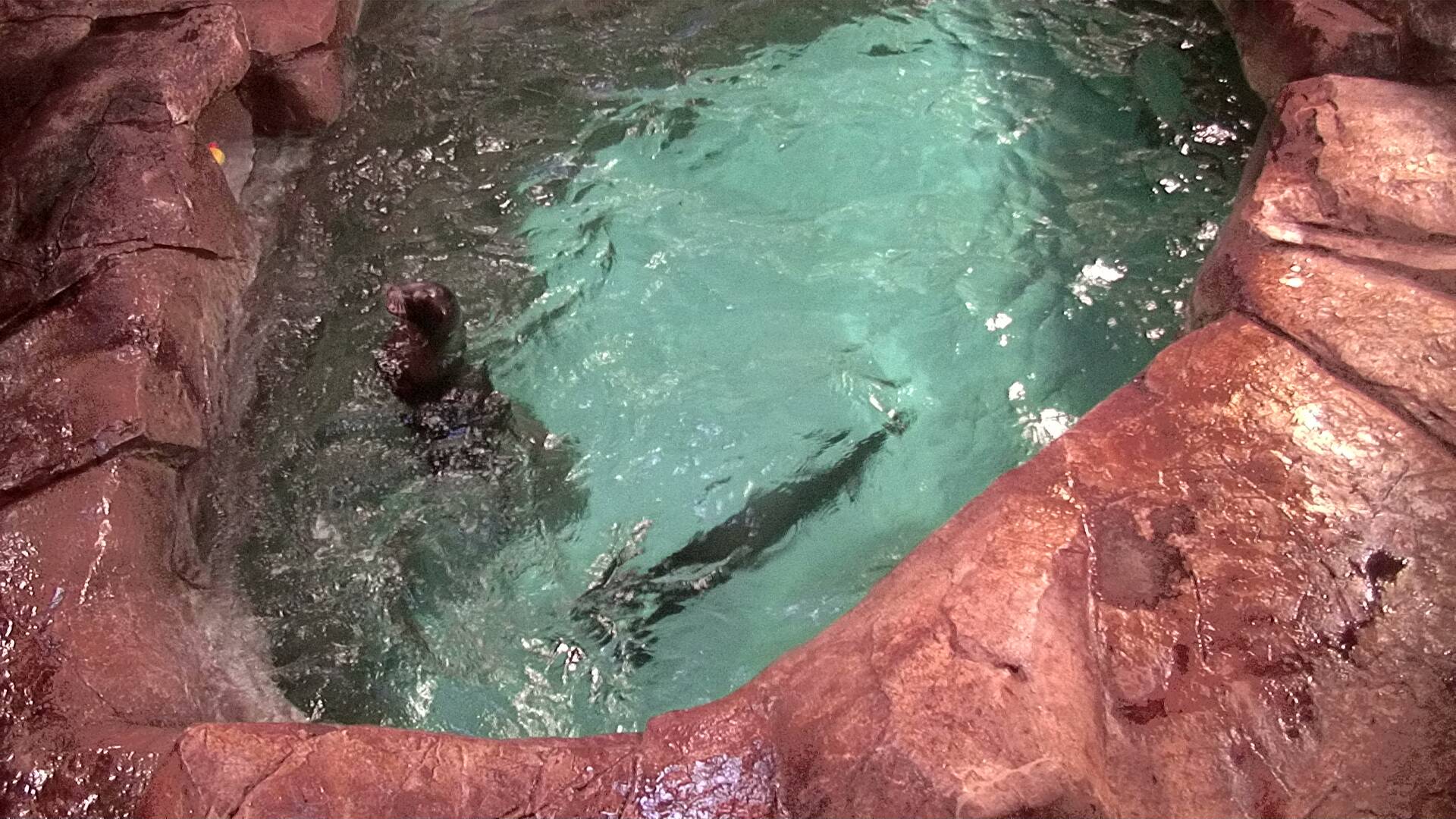 Animal