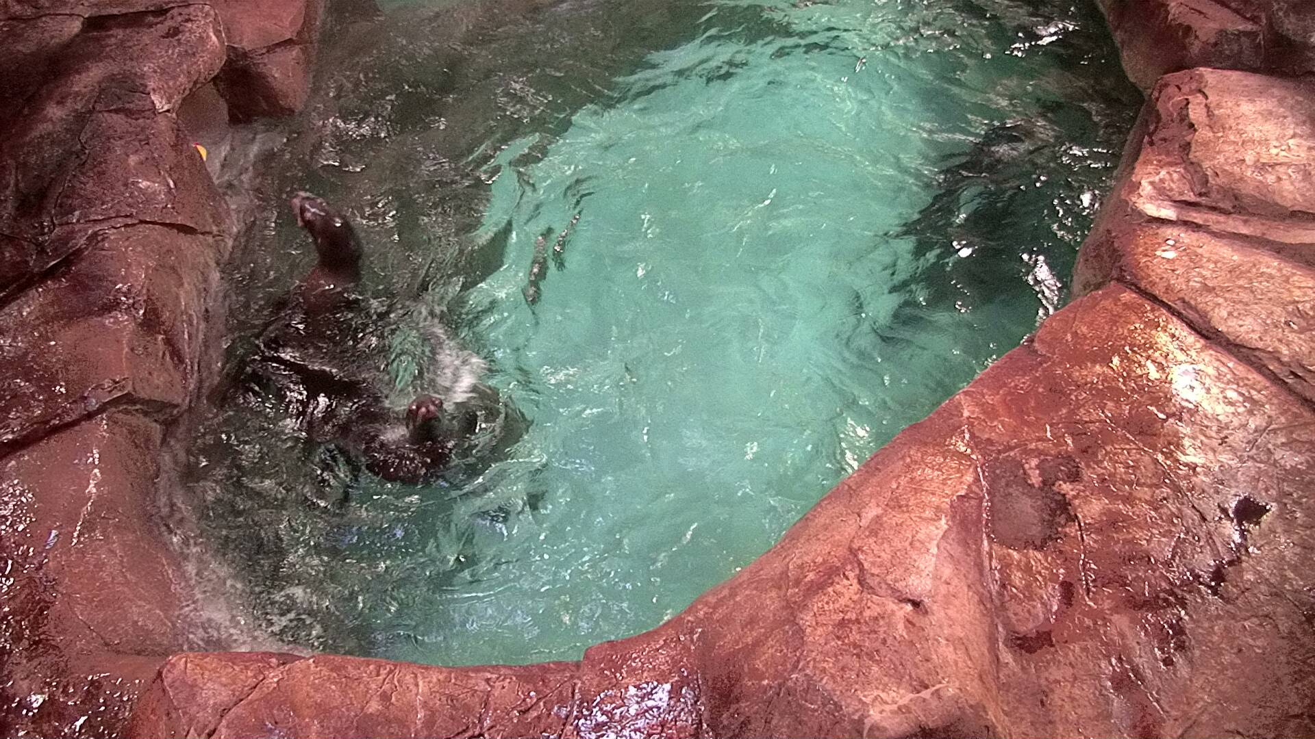 Mammal
