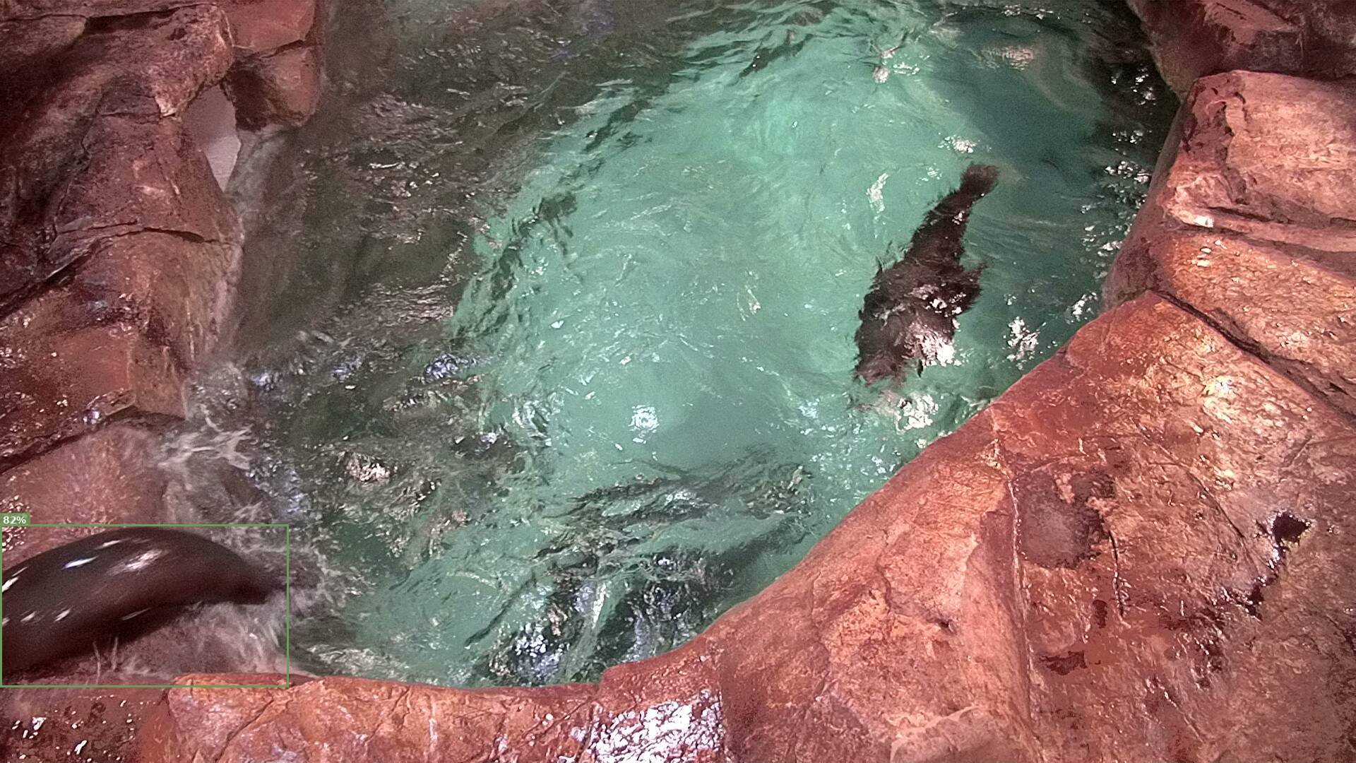 Mammal