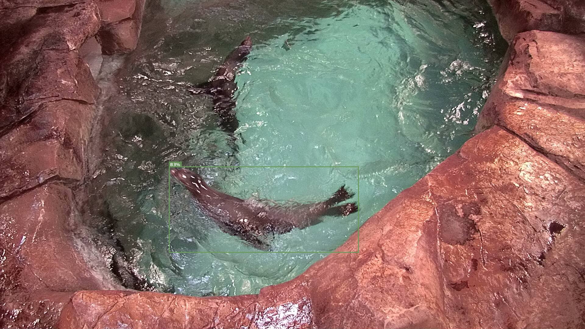 Mammal