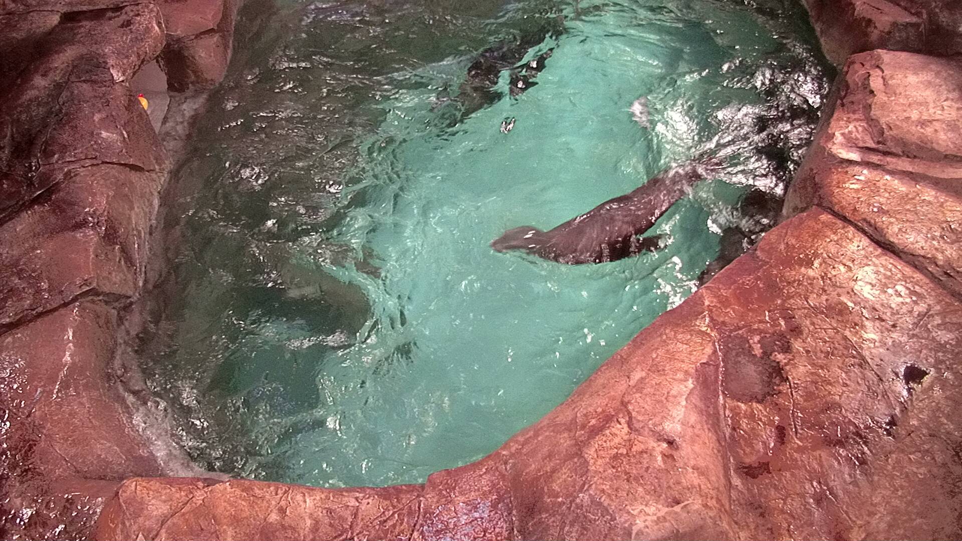 Mammal