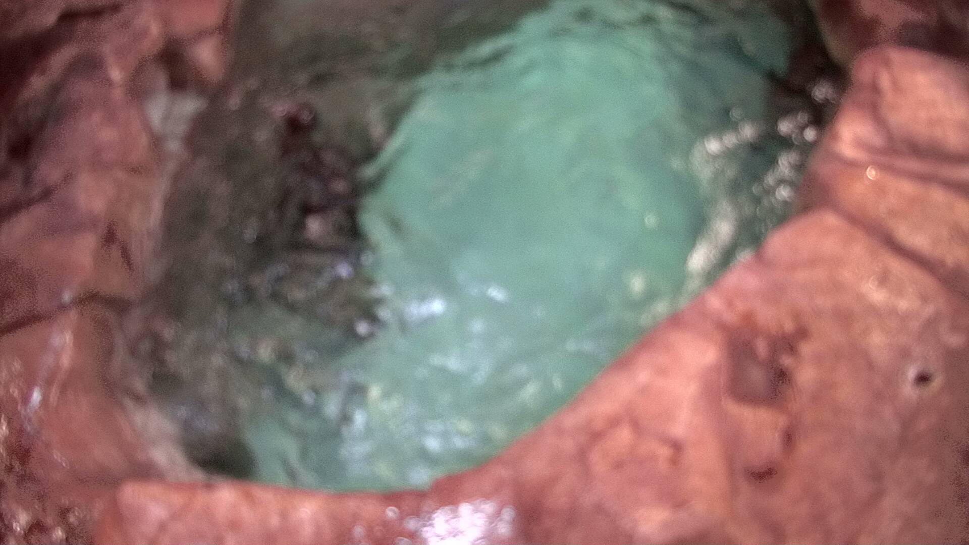 Mammal