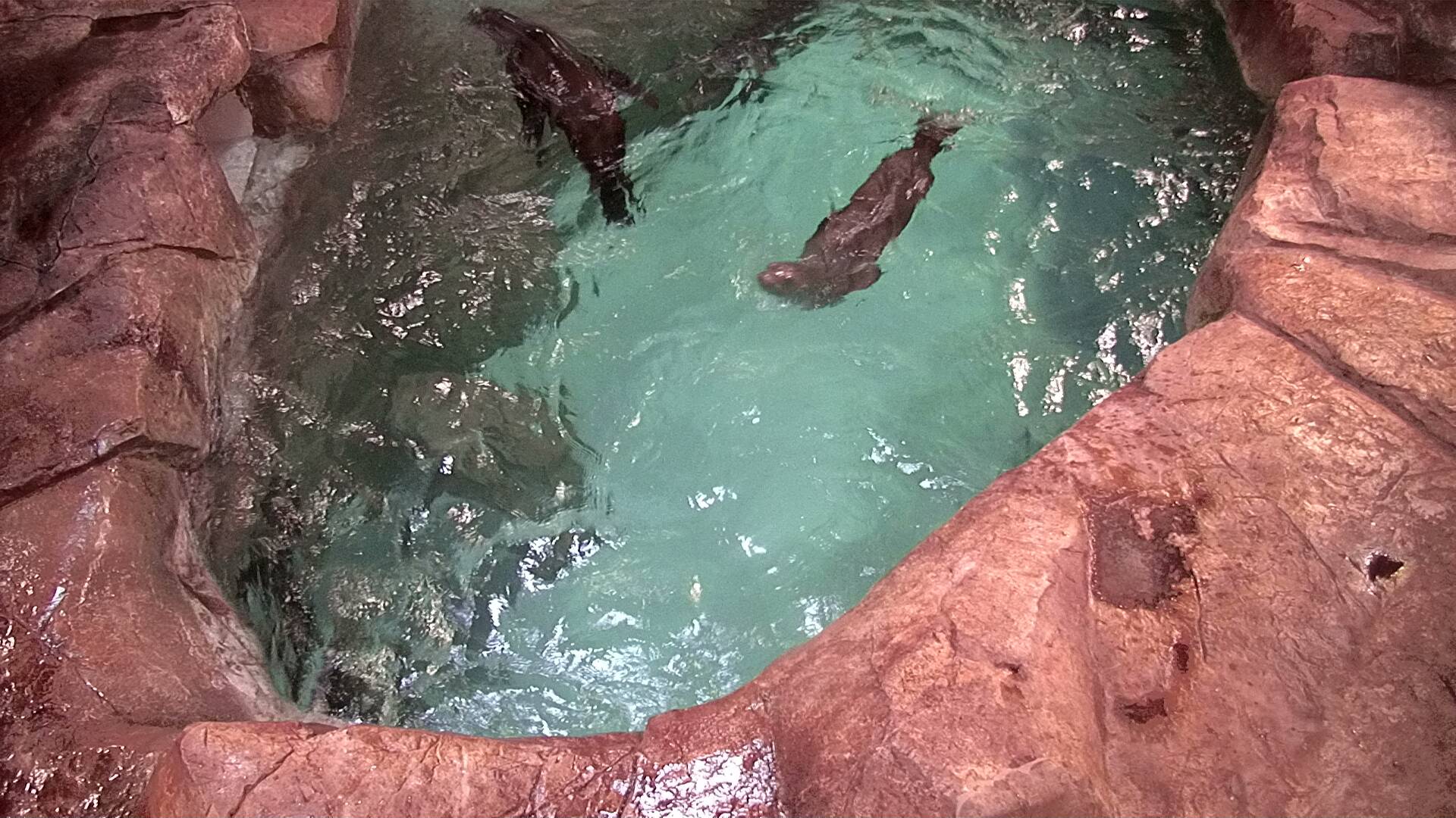 Mammal