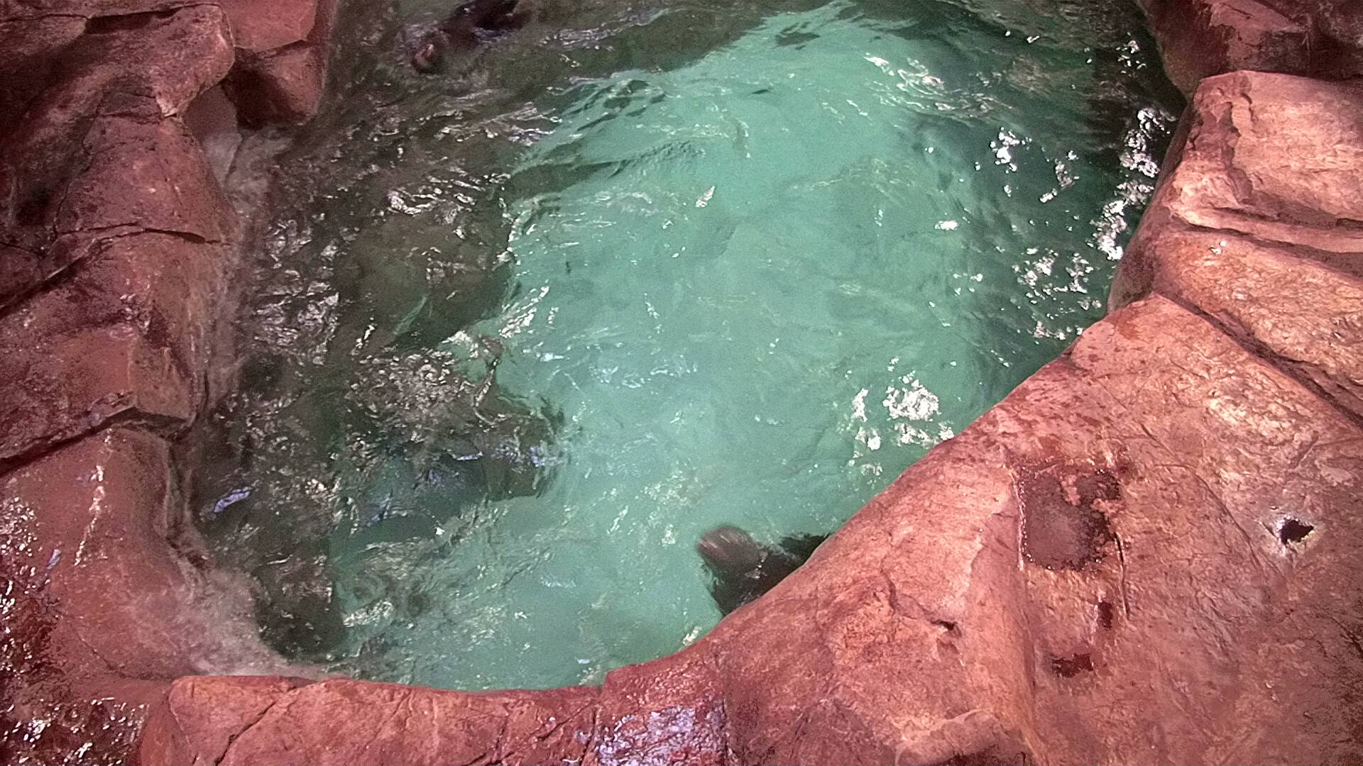Georgia Aquarium