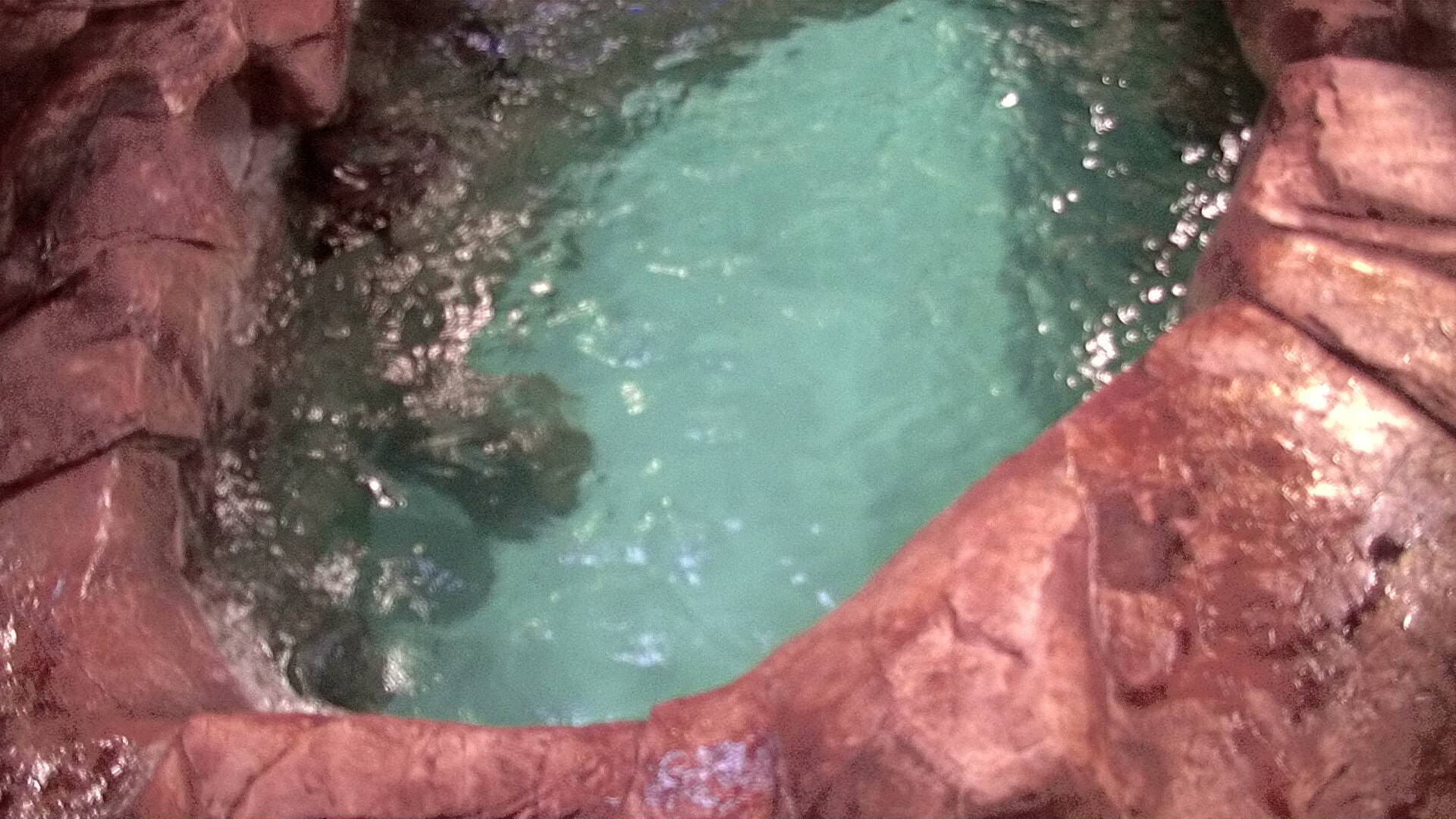 Georgia Aquarium